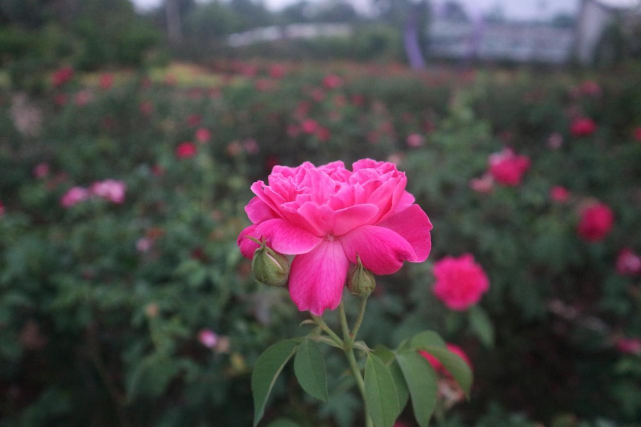 Sadec Farmstay - Khu Du LịCh Hoa KiẻNg Sa DéC Ap Khanh Nghia Buitenkant foto